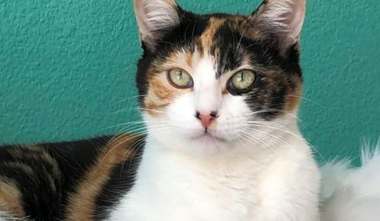These Long Beach-based kitties are up for adoption and in need of a good home