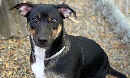 These Oakland-based dogs are up for adoption and in need of a good home