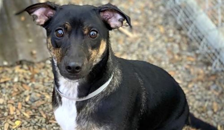 These Oakland-based dogs are up for adoption and in need of a good home