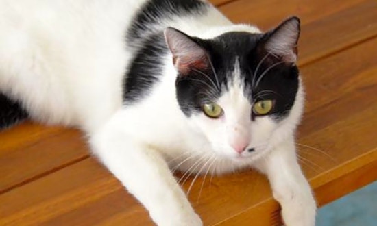 5 lovable kitties to adopt now in San Jose