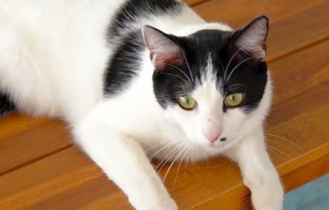 5 lovable kitties to adopt now in San Jose