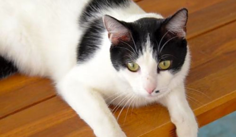 5 lovable kitties to adopt now in San Jose