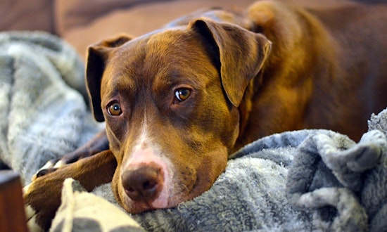6 lovable pups to adopt now in Seattle