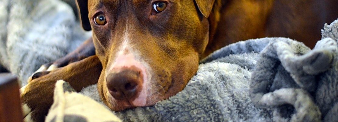 6 lovable pups to adopt now in Seattle