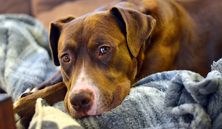 6 lovable pups to adopt now in Seattle