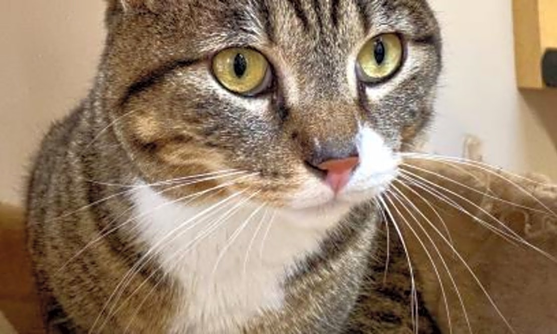 Want to adopt a pet? Here are 4 cool kitties to adopt now in