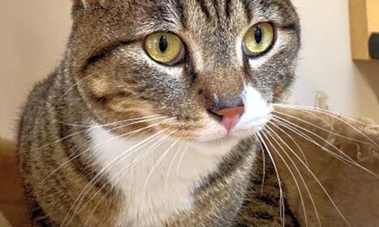 Want to adopt a pet? Here are 4 cool kitties to adopt now in Sacramento