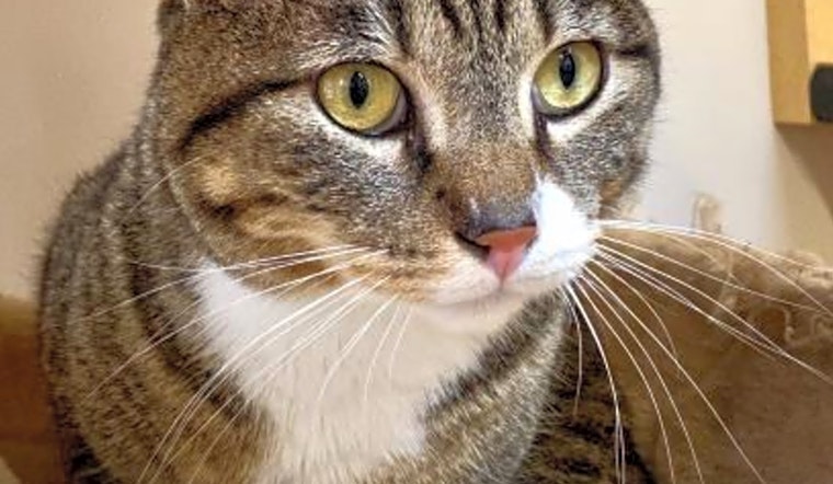 Want to adopt a pet? Here are 4 cool kitties to adopt now in Sacramento