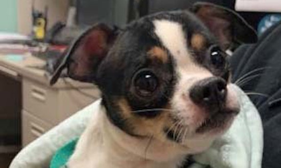 4 delightful dogs ready to adopt now in Dallas