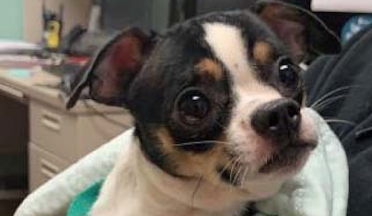 4 delightful dogs ready to adopt now in Dallas