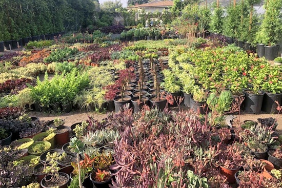 Explore 3 favorite budget-friendly plant nurseries in Long Beach