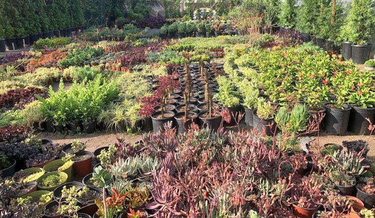 Explore 3 favorite budget-friendly plant nurseries in Long Beach
