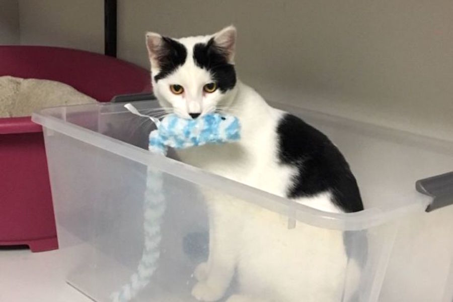 Anaheim Based Kitties Up For Adoption And In Need Of A Good Home