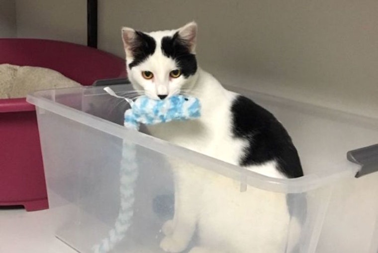 Anaheim-based kitties up for adoption and in need of a good home