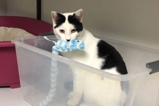 Anaheim-based kitties up for adoption and in need of a good home