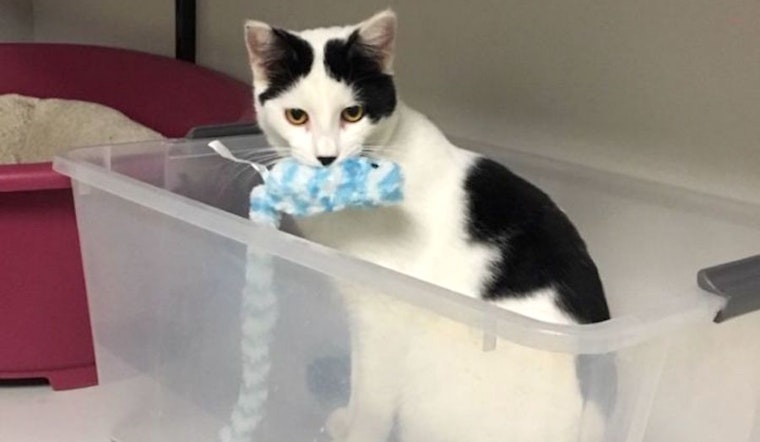 Anaheim-based kitties up for adoption and in need of a good home