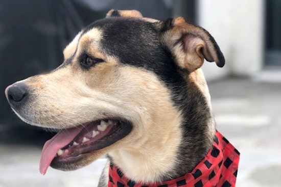Santa Ana-based canines up for adoption and in need of a good home