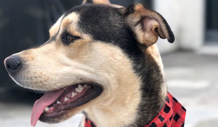 Santa Ana-based canines up for adoption and in need of a good home
