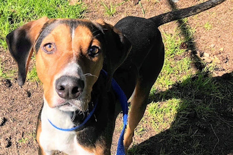 Want to adopt a pet? Here are 6 cuddly canines to adopt now in Portland
