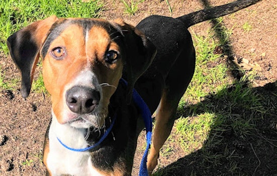 Want to adopt a pet? Here are 6 cuddly canines to adopt now in Portland