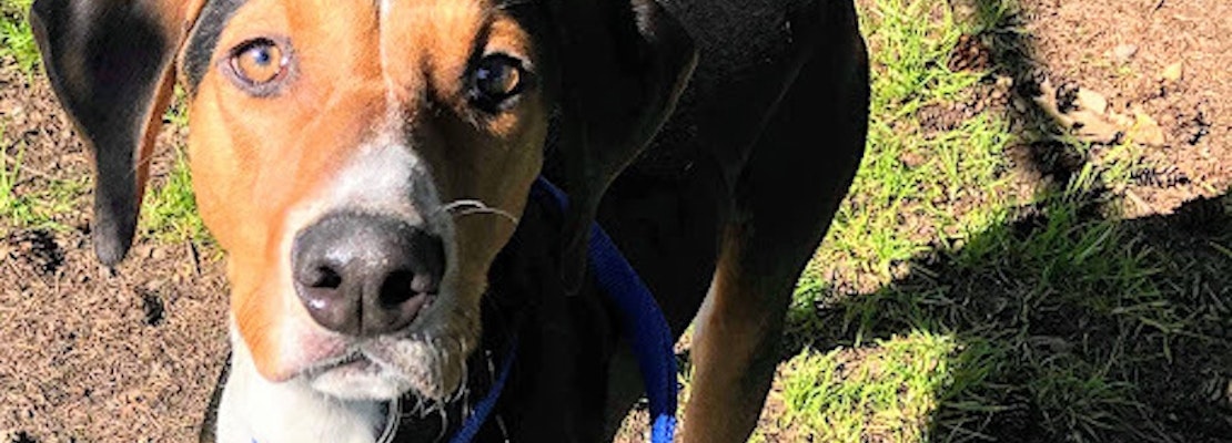Want to adopt a pet? Here are 6 cuddly canines to adopt now in Portland