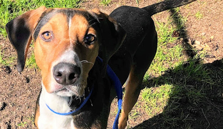 Want to adopt a pet? Here are 6 cuddly canines to adopt now in Portland