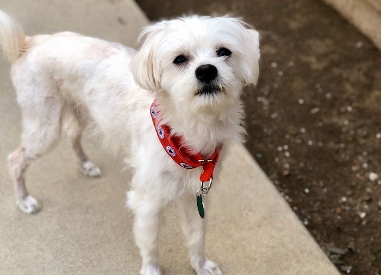 6 cuddly canines available for adoption in San Francisco