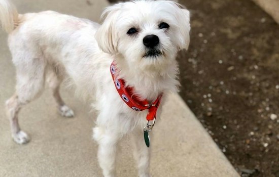 6 cuddly canines available for adoption in San Francisco