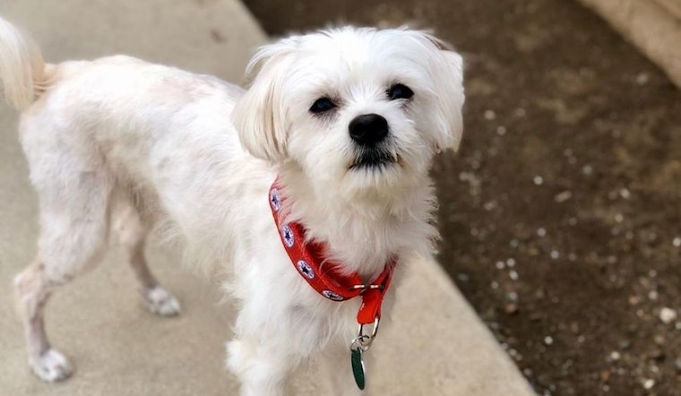 6 cuddly canines available for adoption in San Francisco