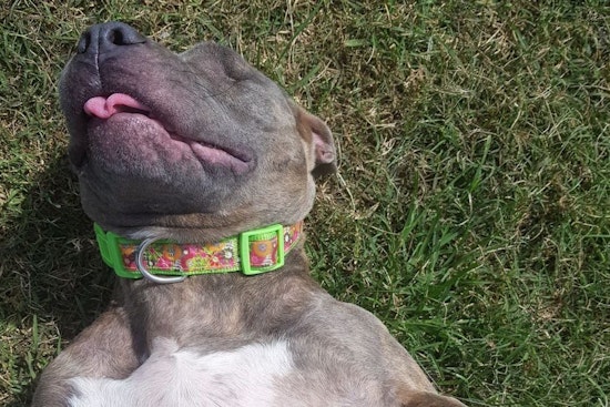 5 delightful doggies to adopt now in Miami