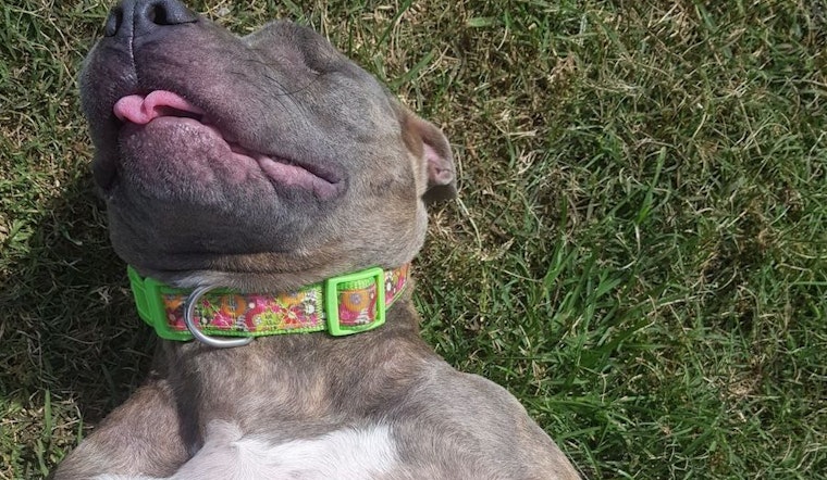 5 delightful doggies to adopt now in Miami