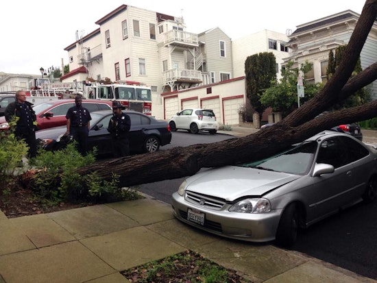 Yet Another Tree Falls On Waller