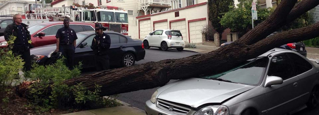 Yet Another Tree Falls On Waller