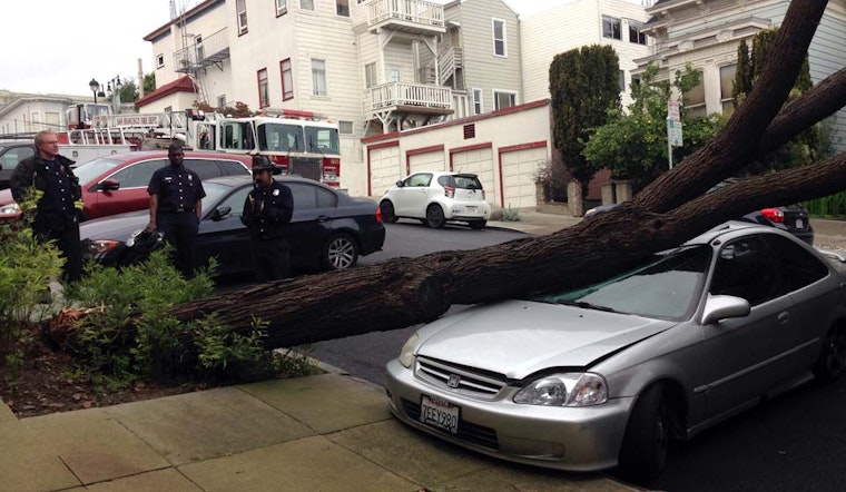Yet Another Tree Falls On Waller