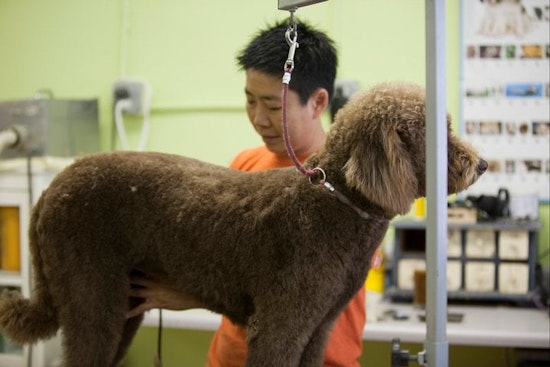 Two Noe Valley pet-related businesses receive legacy status