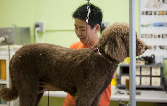 Two Noe Valley pet-related businesses receive legacy status