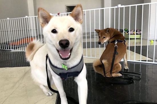 Pet shop and dog day care French Paws debuts in University Park