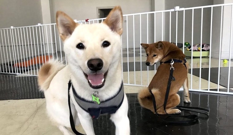 Pet shop and dog day care French Paws debuts in University Park