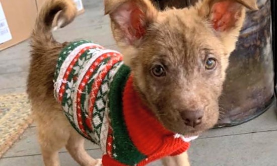 Looking to adopt a pet? Here are 3 precious puppies to adopt now in New York City