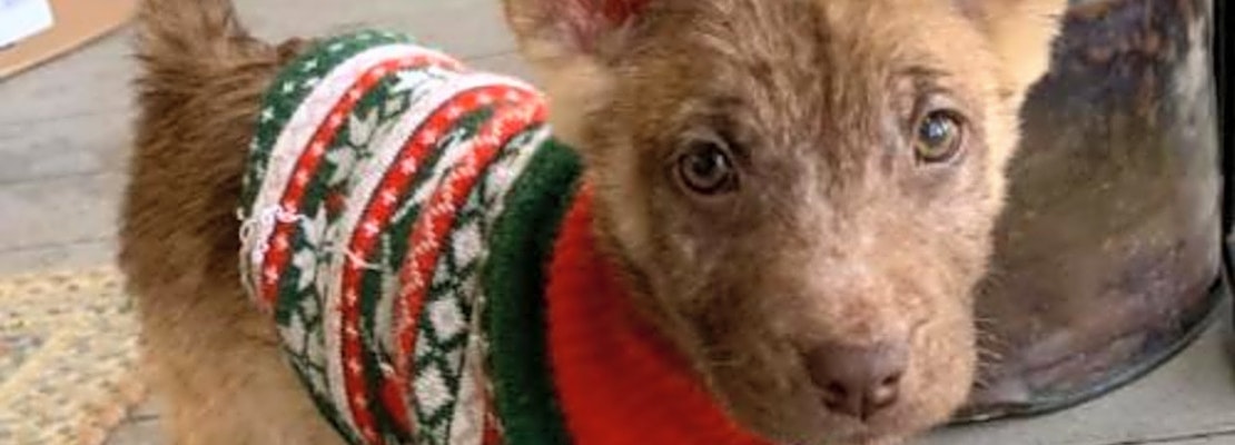 Looking to adopt a pet? Here are 3 precious puppies to adopt now in New York City