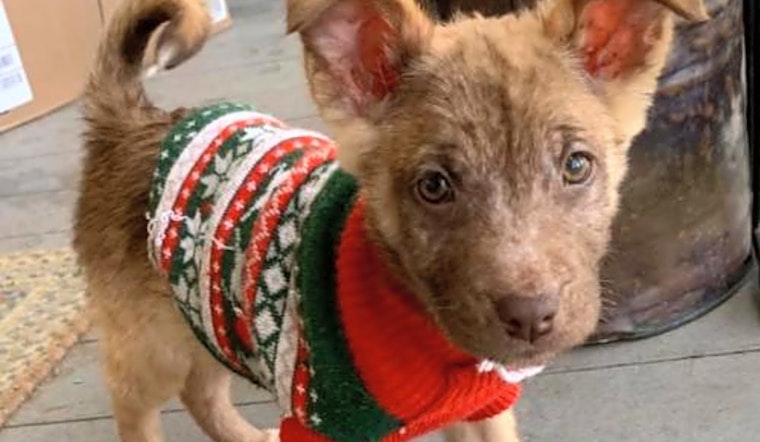 Looking to adopt a pet? Here are 3 precious puppies to adopt now in New York City
