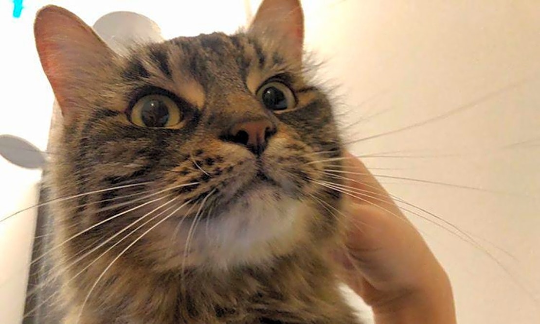 Want to adopt a pet? Here are 7 furry felines to adopt now in Jersey City