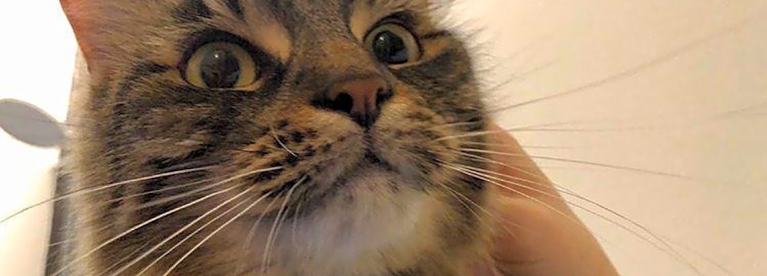 Want to adopt a pet? Here are 7 furry felines to adopt now in Jersey City