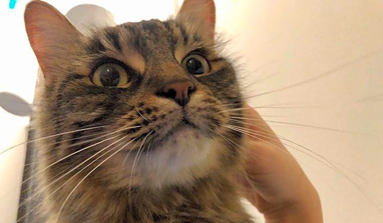 Want to adopt a pet? Here are 7 furry felines to adopt now in Jersey City