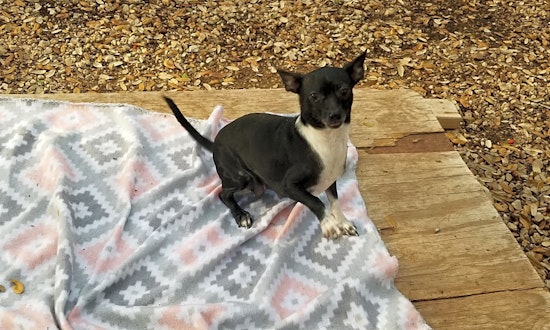 Looking to adopt a pet? Here are 4 lovable pups to adopt now in Boston