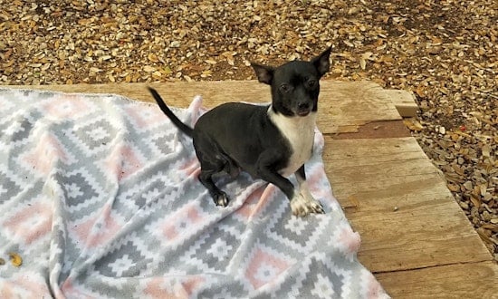 Looking to adopt a pet? Here are 4 lovable pups to adopt now in Boston