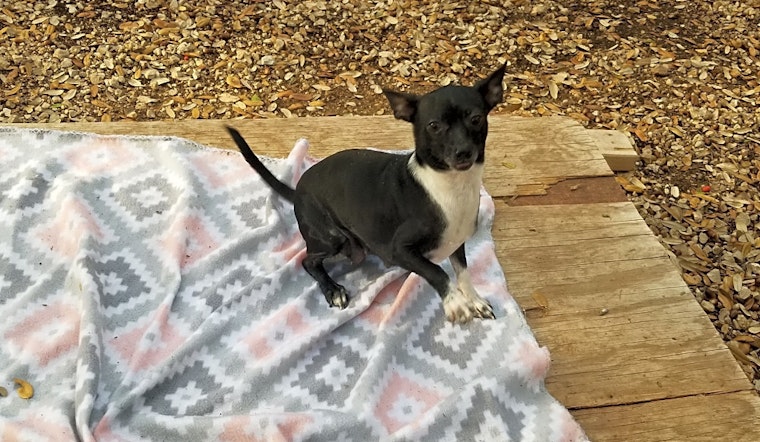 Looking to adopt a pet? Here are 4 lovable pups to adopt now in Boston