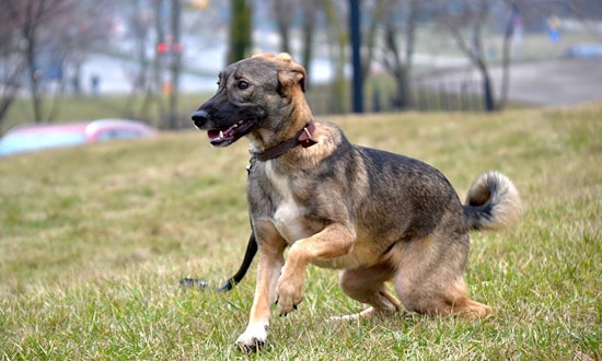 These Philadelphia-based canines are up for adoption and in need of a good home