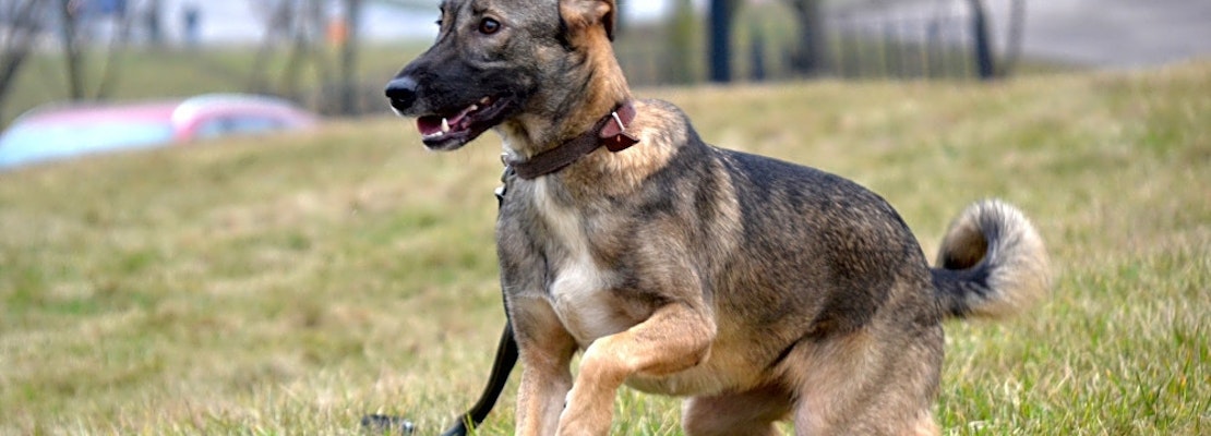 These Philadelphia-based canines are up for adoption and in need of a good home