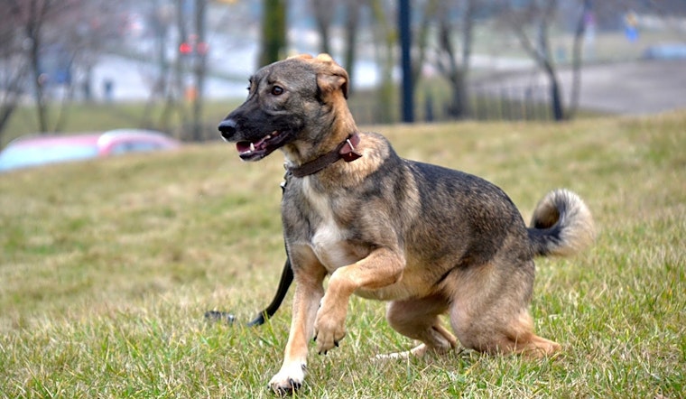 These Philadelphia-based canines are up for adoption and in need of a good home